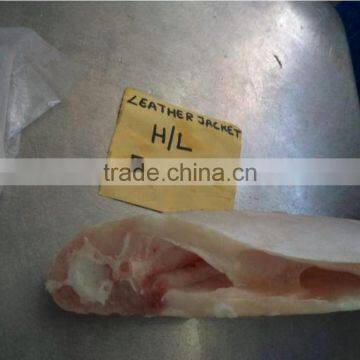 Frozen Leatherjacket Fish HGT photo-2
