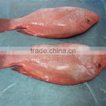 Frozen Red Snapper From Zhejiang of China photo-2
