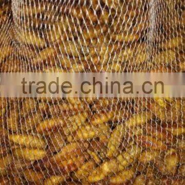 Beauty Product of Frozen Silkworm Chrysalis photo-2