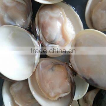 New Produce Frozen Hard Clam With Shell in Good Quality photo-2