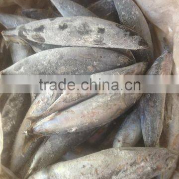 Sea Frozen Bonito Tuna photo-5