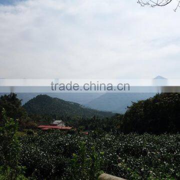 Loose Tea Bag Detox Well Known Flavor Black Tea photo-5