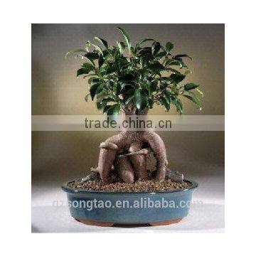 Artificial Bonsai Tree Topiary Gingseng Ficus Bonsai Tree photo-2