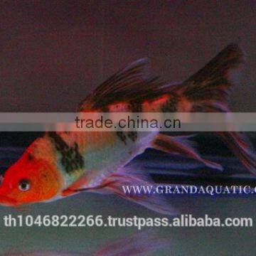 Butterfly Koi Fish For Sale / Aquarium Fish Export photo-4