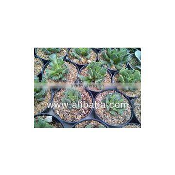 succulent plant Adromischus cristatus