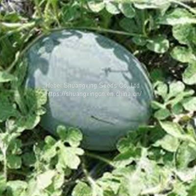 Good Resistance and Commodity Hybrid Watermelon Seeds HG No.1