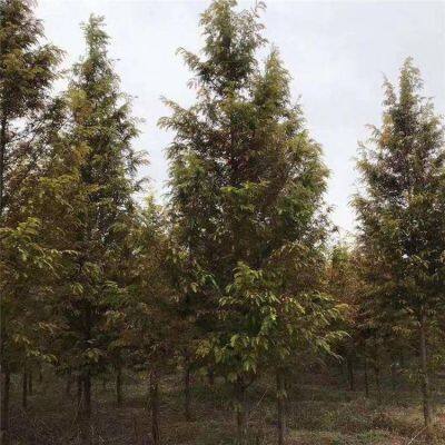 Prices of Jiangsu Chinese Swamp Cypress, Price List of Chinese Swamp Cypress Base, Chinese Swamp Cypress Manufacturers photo-2