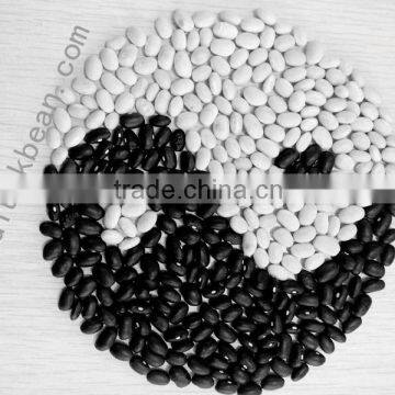 High Quality White/Black pulse beans