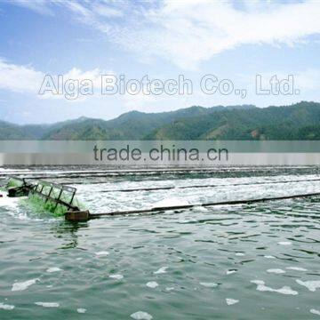 Bottle Packed Organic Spirulina Tablet Tea Sample Free photo-2