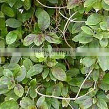 Gymnema Sylvestre