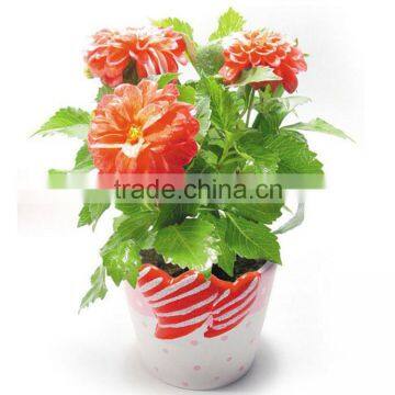 Factory direct sale iranian gifts DIY mini bonsai indian wedding gifts , unique gifts philippines