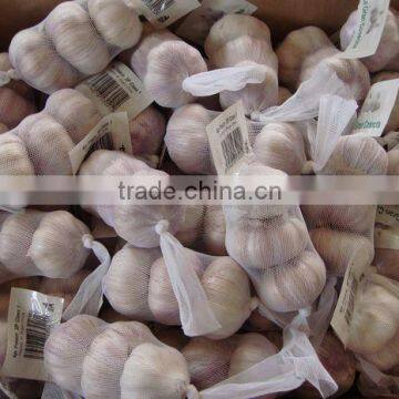 China Fresh Garlic - Spicy Vegetable For Export