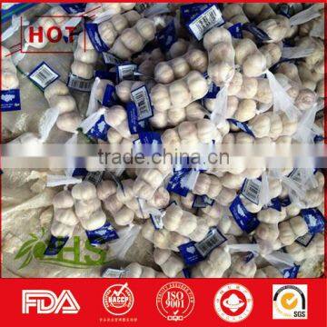 Fresh hot white garlic wholesale