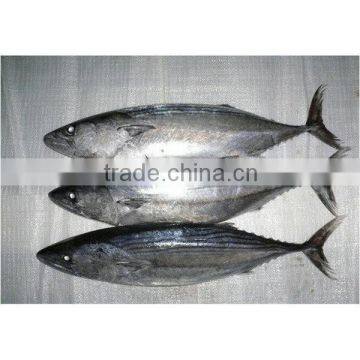 Fresh live fish for export