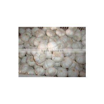 5.0cm Fresh Pure White Garlic