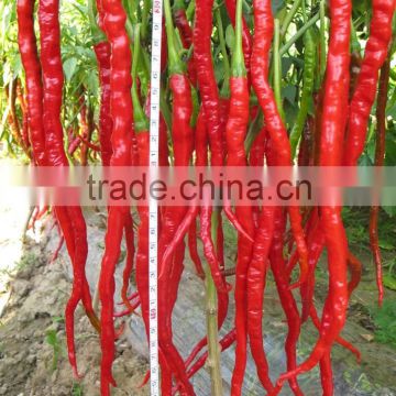 Hot sale hybrid high yield chili pepper seeds-Jiao Long