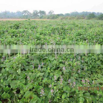 Best Selling Goose Likes High Protein Lablab Bean Seeds
