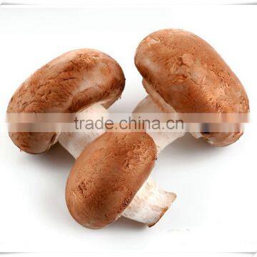 Best selling fresh frozen shiitake mushroom