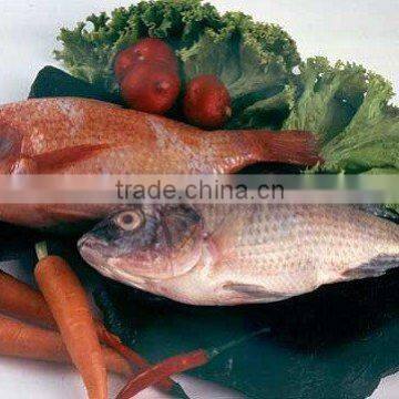 Tilapia (Oreochromis Niloticus / Tilapia Mossambica)
