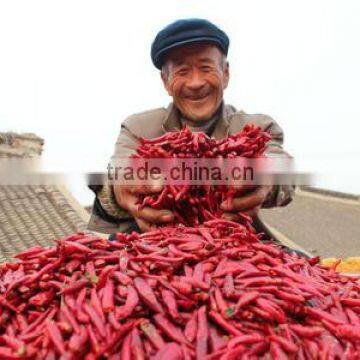 ground chilli