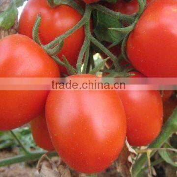 HERO 110 Hybrid Tomato Seeds