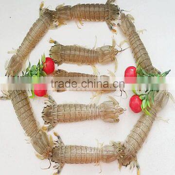 Frozen W/R Cooked Squilla photo-2