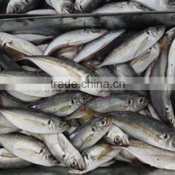 Frozen Fresh W/R Horse Mackerel Hot Sale Fish