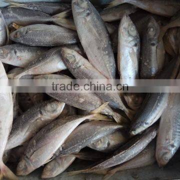 Frozen Seafood Horse Mackerel New Fish Horse Mackerel photo-3