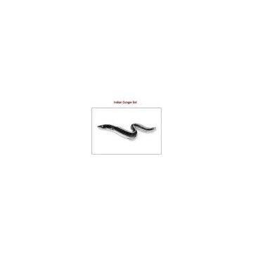 Indian Conger eel