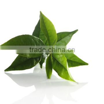 World's Best Green Tea To Make You Healthy