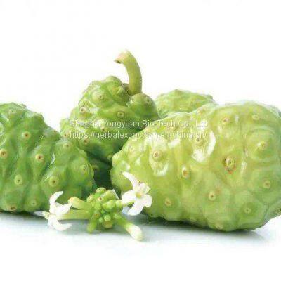 Noni fruit Powder, extract noni, Noni Fruit Extract 5:1, Morinda citrifolia Powder, natural Beverage ingrdients