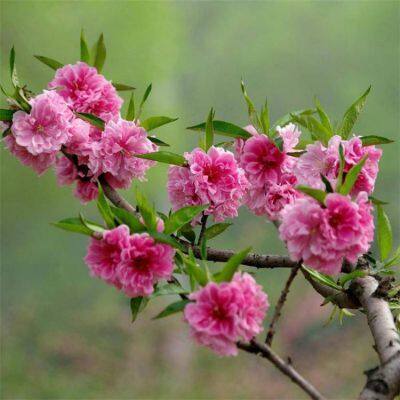 Price List of Small Prunus Persica Var. Duplex Seedlings, Quotation of Prunus Persica Var. Duplex, One Prunus Persica Var. Duplex Tree photo-4