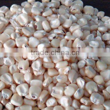 White Maize