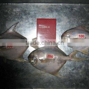 white pomfret fish