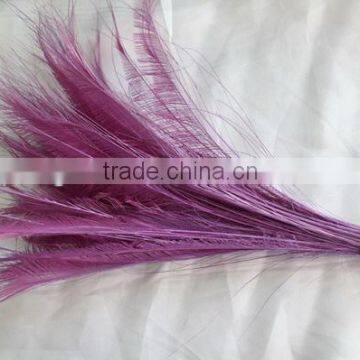 Purple peacock feathers for sale