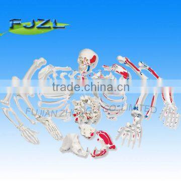 Disarticulated skeleton with skull, half part colored