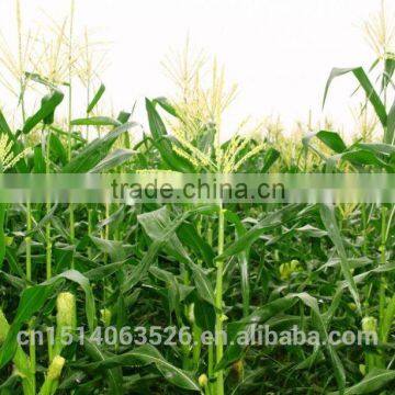 Set of 2 Maize Weaved Remote Storage Baskets photo-4