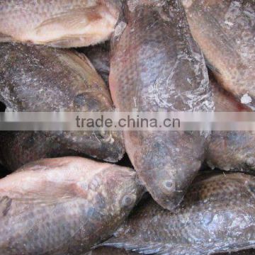 frozen whole round tilapia