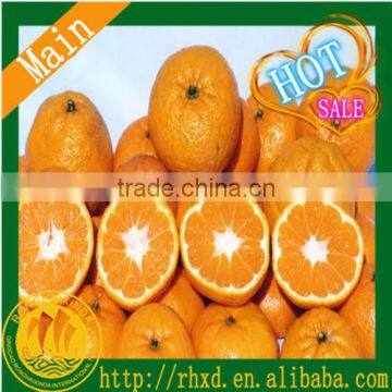 Mandarin Orange Colored Fruits