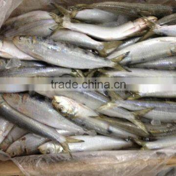 Trawl Sardine for Canned