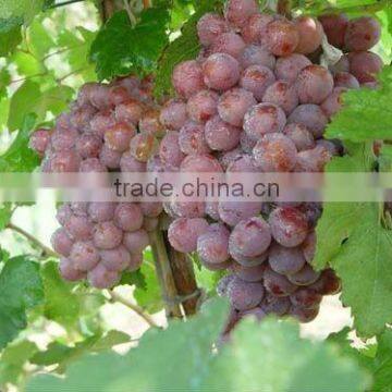 2012 grape June new arrival from yunnan, china