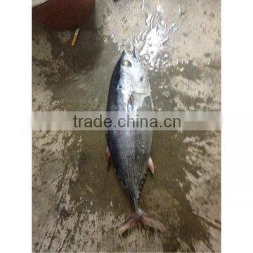 Bonito frozen fish from China