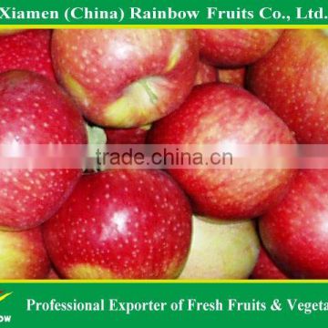 Chinese fresh Red Jiguan Apple