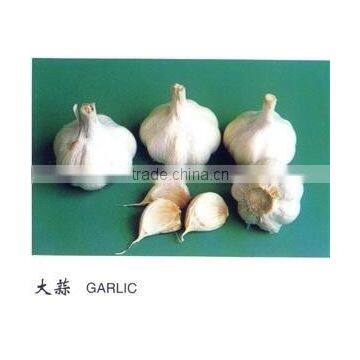 today's purewhite 5.5cm fresh garlic 2010 Shandong