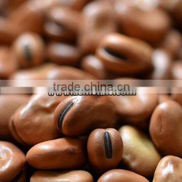 Dry Broad Bean WIth Shell Horse Bean photo-4
