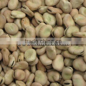 Canned Dry Fava Bean photo-5