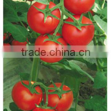 Seed Companies F1 Heat & Humidity Tolerance Hybrid Red Tomato Seeds For Sale-The Red Devil