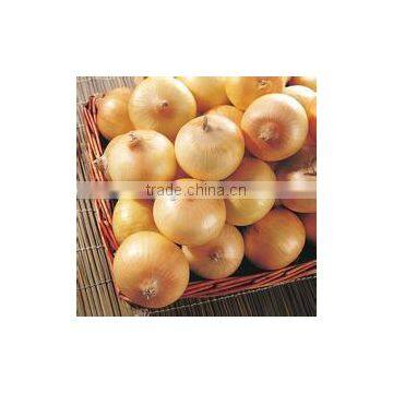Fresh Yellow Onion Available for Shipment in Aug