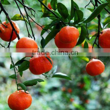 OMRI LISTED Biochemical Fulvic Acid 70% photo-4