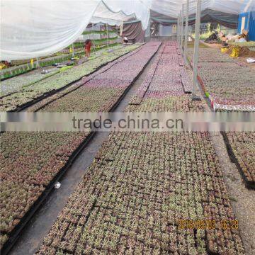 Farm Greenhouse With AL Frame and Fiberglass photo-2